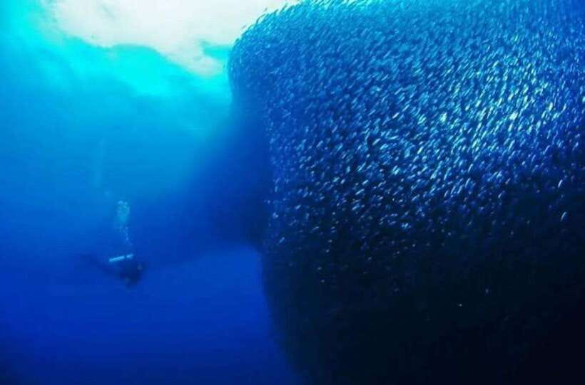 Cebu: Moalboal Scuba Diving, Sardines Run & Pescador Snorkel - Key points to know