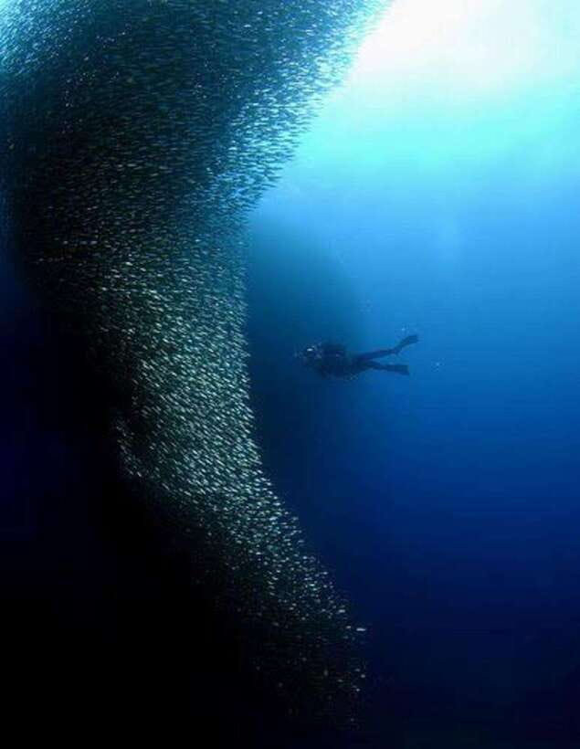 Cebu: Moalboal Scuba Diving, Sardines Run & Pescador Snorkel - Pescador Island brings coral and reef fish