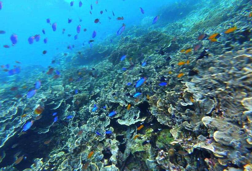 Cebu: Moalboal Scuba Diving, Sardines Run & Pescador Snorkel - Is $133 good value?