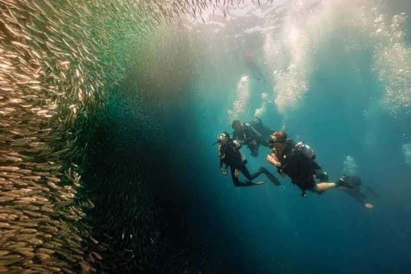 Cebu: Moalboal Scuba Diving, Sardines Run & Pescador Snorkel - Who will enjoy this Moalboal outing?