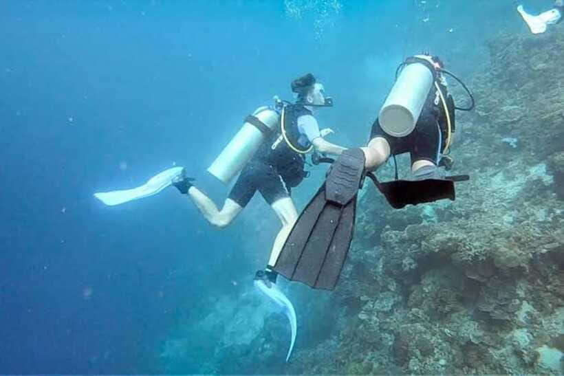 Cebu: Moalboal Scuba Diving, Sardines Run & Pescador Snorkel - Should you book this tour?