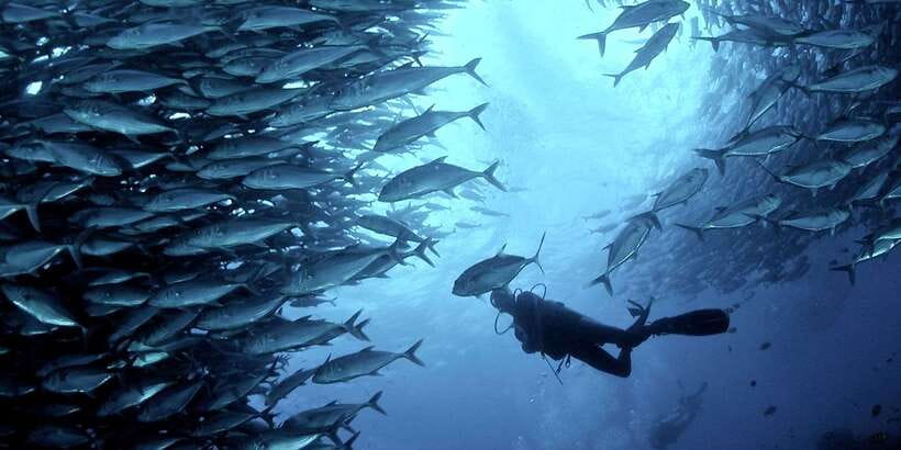 Cebu: Moalboal Scuba Diving with Sardines and Turtle Snorkel - The sardine run near Panagsama Beach