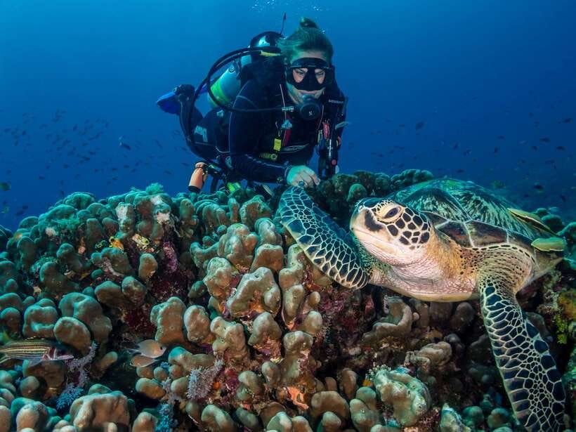 Cebu: Moalboal Scuba Diving with Sardines and Turtle Snorkel - Should you book it?