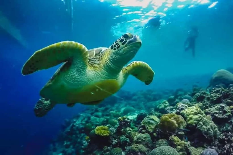Cebu: Moalboal Snorkeling, Mantayupan Falls & ATV Adventure - Why this Cebu day trip works