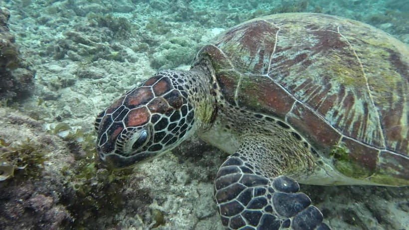Cebu: Moalboal Snorkeling, Mantayupan Falls & ATV Adventure - What to bring for a wet and muddy day