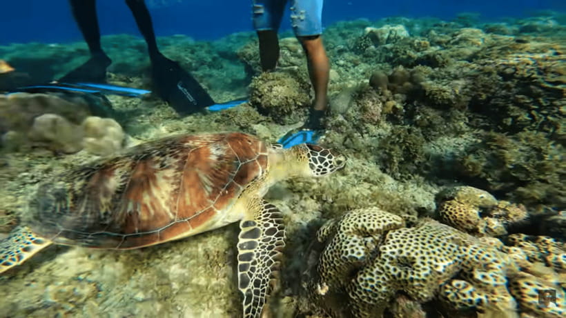 Cebu: Oslob Whale Shark and Moalboal Snorkeling Tour - Moalboal and the silver wall of sardines