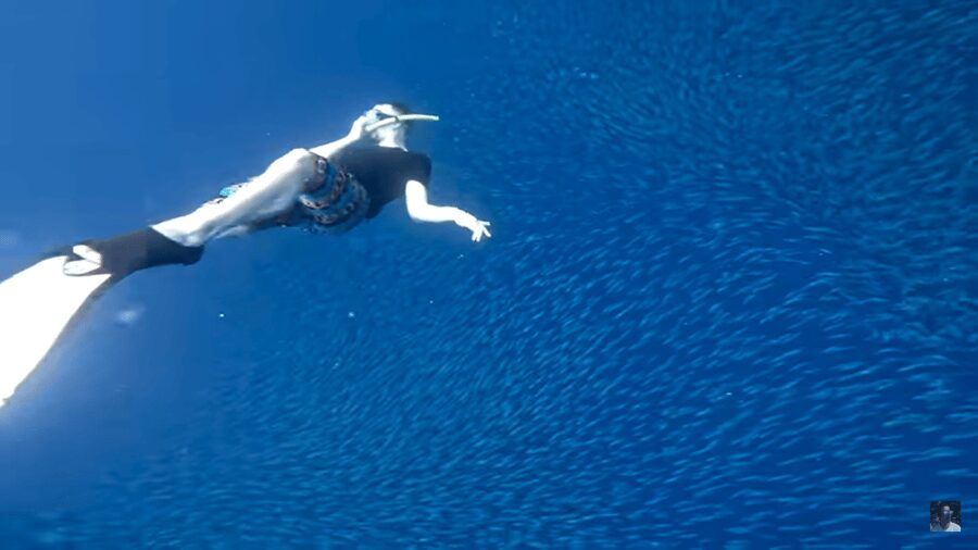 Cebu: Oslob Whale Shark and Moalboal Snorkeling Tour - Guides, photos, and how the day is run