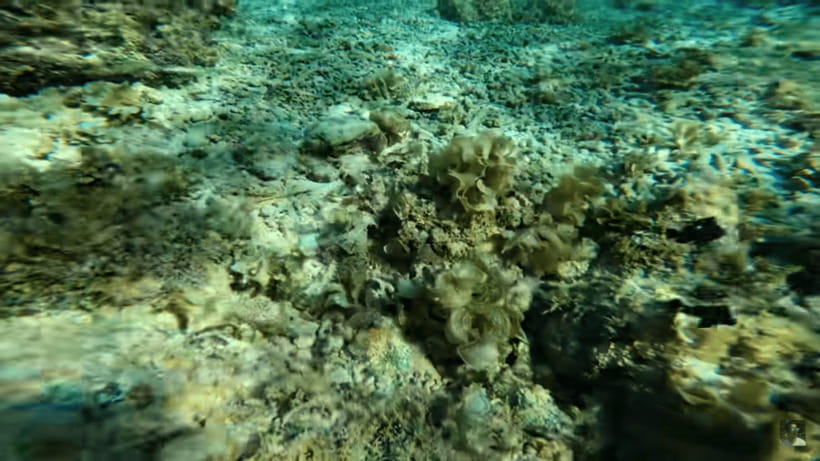 Cebu: Oslob Whale Shark and Moalboal Snorkeling Tour - Safety, comfort, and who should skip it
