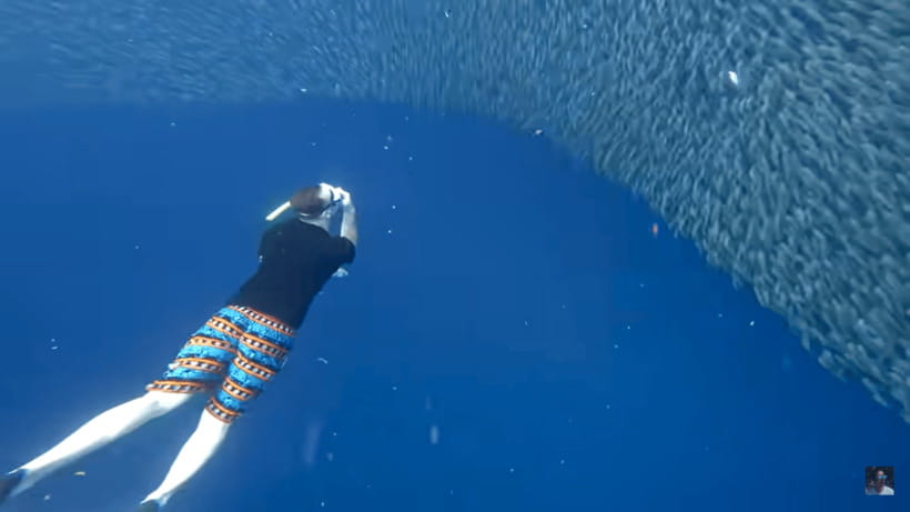 Cebu: Oslob Whale Shark and Moalboal Snorkeling Tour - Is $117 a fair price for the full day?