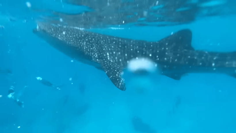 Cebu: Oslob Whale Shark and Moalboal Snorkeling Tour - Oslob before sunrise: whale sharks and waiting time