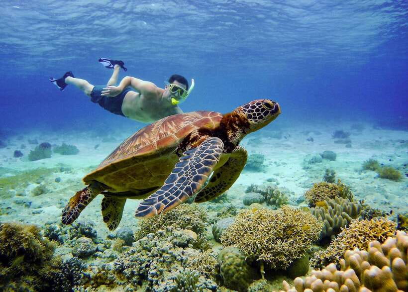 Cebu: Oslob Whale Sharks, Tumalog Falls & Sardine Snorkeling - FAQ