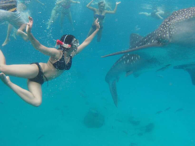 Cebu: Oslob Whale Sharks, Tumalog Falls & Sardine Snorkeling - Three Cebu highlights packed into one long day