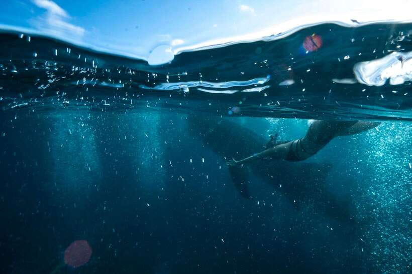 Cebu: Oslob Whale Sharks, Tumalog Falls & Sardine Snorkeling - Meeting Oslob’s whale sharks