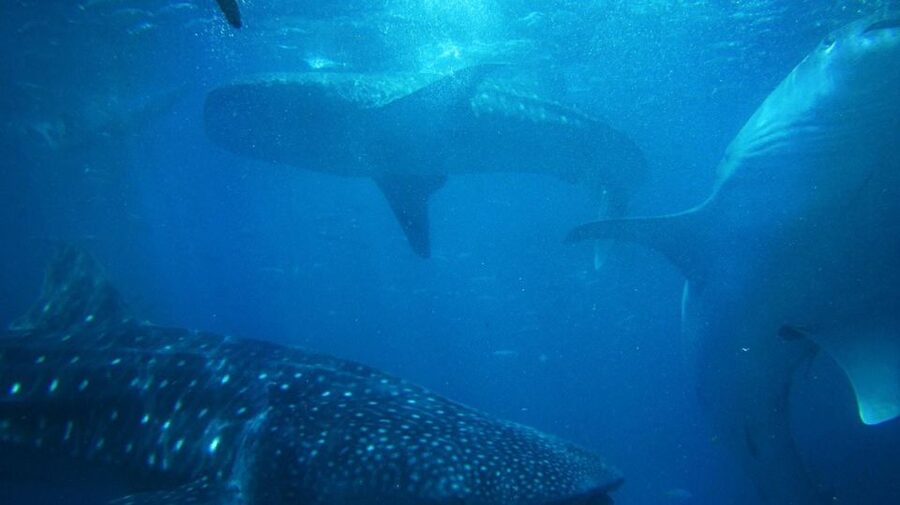 Cebu: Oslob Whale Sharks, Tumalog Falls & Sardine Snorkeling - Breakfast, then the cool water at Tumalog Falls