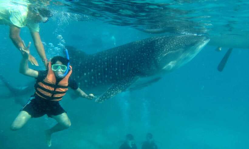 Cebu: Oslob Whale Sharks, Tumalog Falls & Sardine Snorkeling - Lunch and the Moalboal sardine run