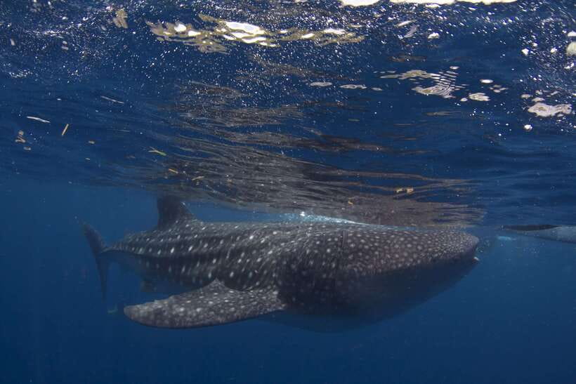 Cebu: Oslob Whale Sharks, Tumalog Falls & Sardine Snorkeling - Who should book this south Cebu trip