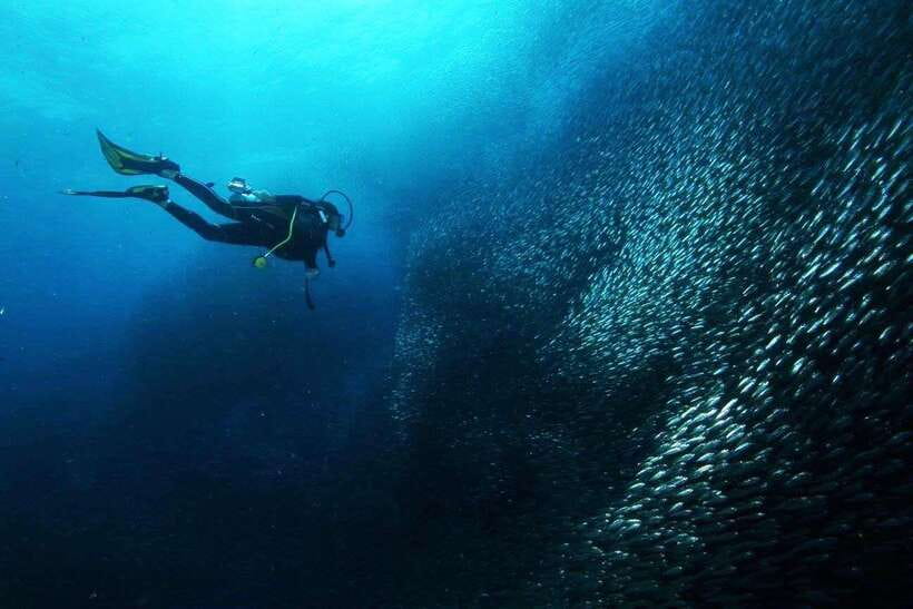 Cebu: Oslob Whale Sharks, Tumalog Falls & Sardine Snorkeling - Should you book it?