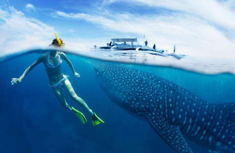 Cebu: Oslob Whale Sharks, Tumalog Falls & Sardine Snorkeling - The 2:00 AM pickup and the road south