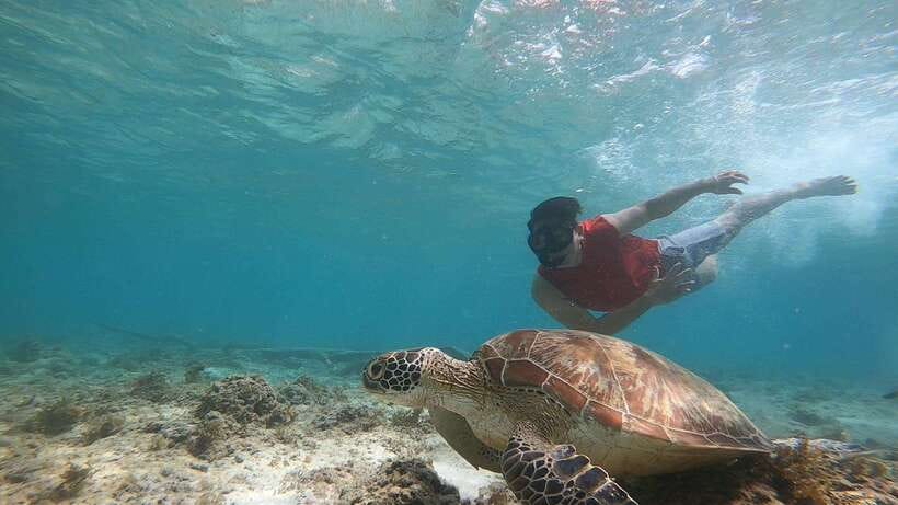 Cebu: Osmeña Peak hike and Sardines Run Snorkel adventure - Should you book Osmeña Peak and the sardines?