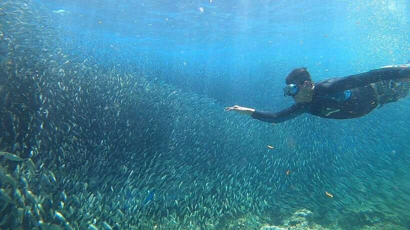Cebu: Osmeña Peak hike and Sardines Run Snorkel adventure - Turtles, coral, and the rest of the sea life