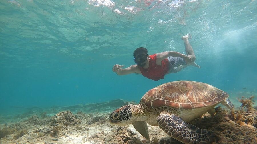 Cebu: Osmeña Peak hike and Sardines Run Snorkel adventure - Private transport, pickup areas, and the eight-hour schedule
