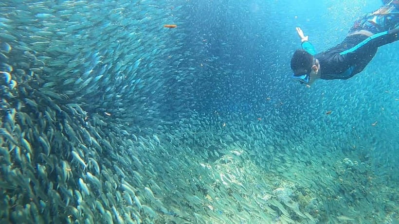 Cebu: Sardine Run Snorkeling, Mantayupan Falls & ATV Thrills - Timing, comfort, and what to pack