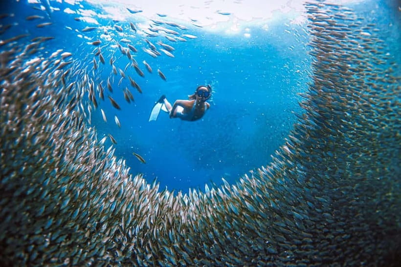 Cebu: Sardine Run Snorkeling, Mantayupan Falls & ATV Thrills - Turtle snorkeling, with an important wildlife warning