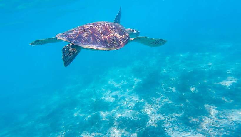 Cebu: Sumilon Sand Bar, Whale Sharks & Sardines Snorkeling - Key points to know before booking