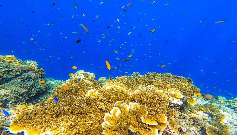 Cebu: Sumilon Sand Bar, Whale Sharks & Sardines Snorkeling - Why this Cebu day trip is worth considering