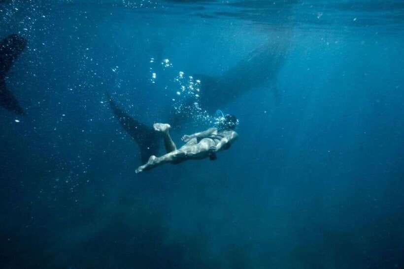 Cebu: Sumilon Sand Bar, Whale Sharks & Sardines Snorkeling - Swimming beside Oslob’s whale sharks