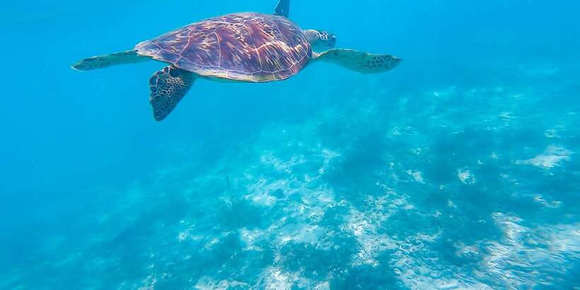 Cebu: Sumilon Sand Bar, Whale Sharks & Sardines Snorkeling - Moalboal’s sardine run and turtle water