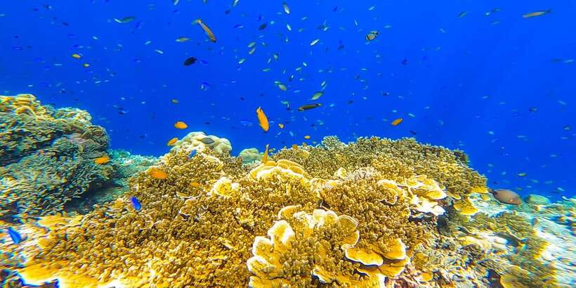 Cebu: Sumilon Sand Bar, Whale Sharks & Sardines Snorkeling - Transport, timing, and the true pace of the day