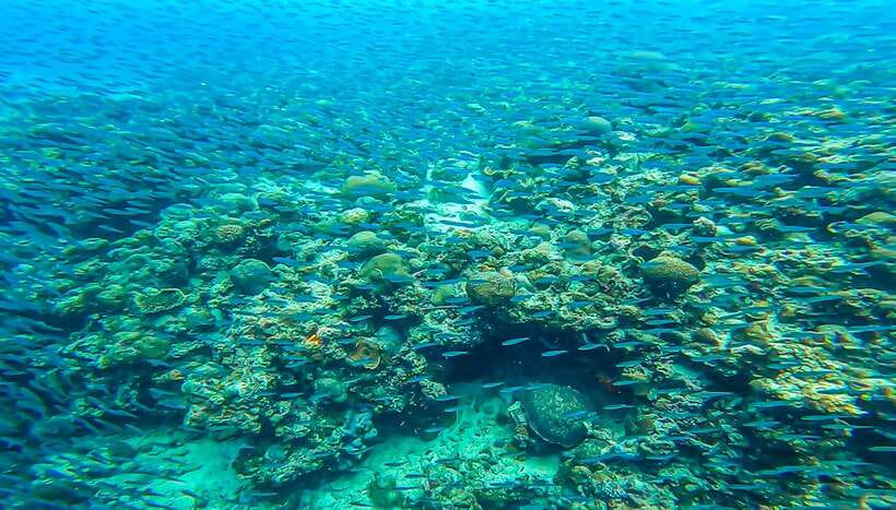 Cebu: Sumilon Sand Bar, Whale Sharks & Sardines Snorkeling - What to pack for three water stops