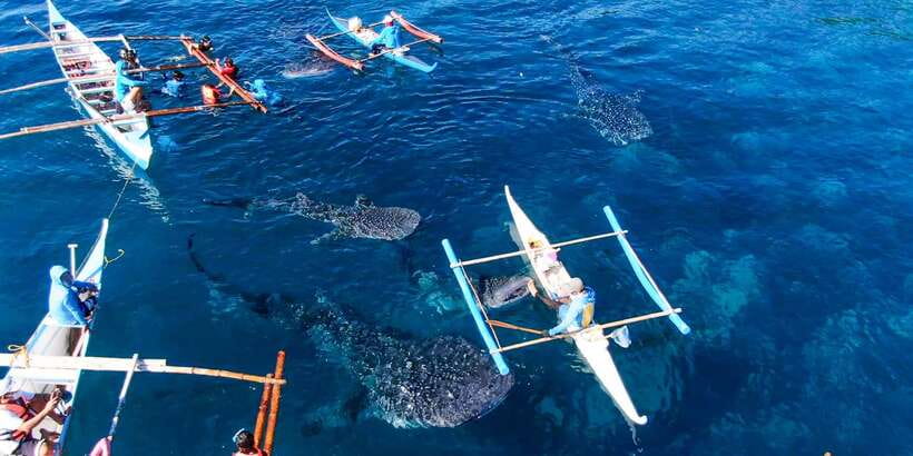 Cebu: Sumilon Sand Bar, Whale Sharks & Sardines Snorkeling - Should you book this Cebu tour?