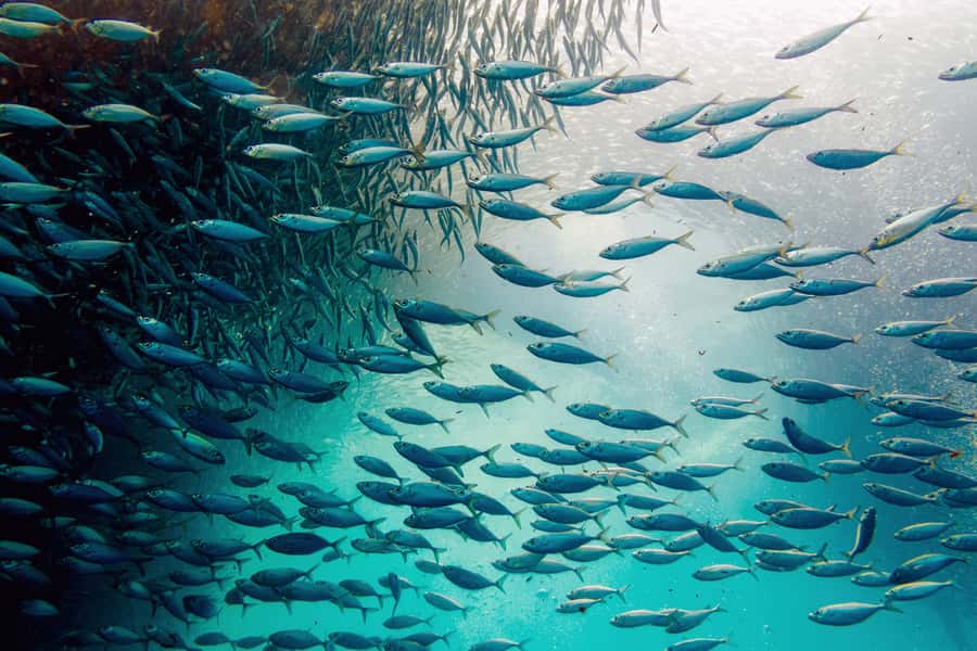 Cebu: Whale Shark, Monkey Sanctuary, & Moalboal Snorkel Tour - Key points before you book
