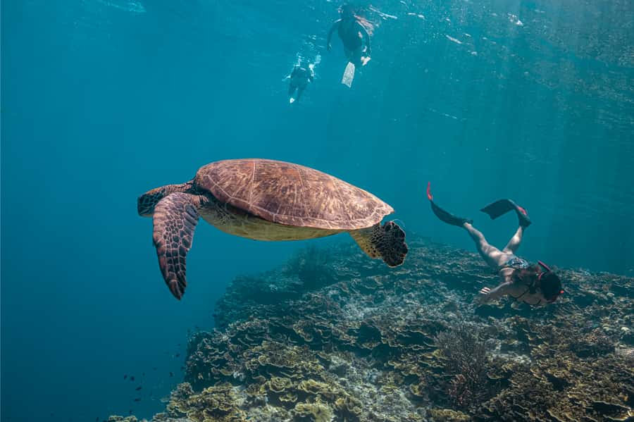 Cebu: Whale Shark, Monkey Sanctuary, & Moalboal Snorkel Tour - Why this Cebu day trip covers so much