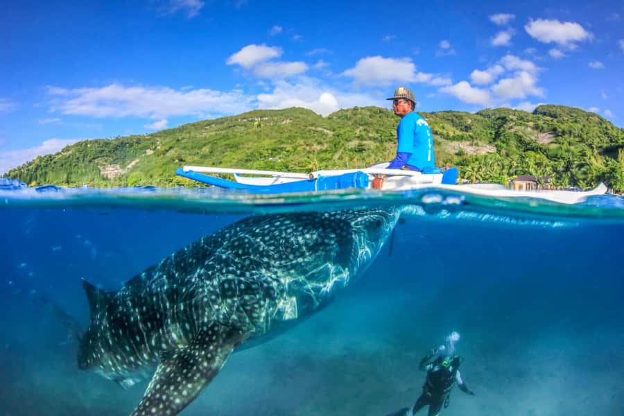 Cebu: Whale Shark, Monkey Sanctuary, & Moalboal Snorkel Tour - Meeting the monkeys near Oslob