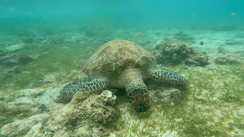 Cebu: Whale Shark Oslob and Moalboal Snorkeling Adventure - Why this Cebu day works as a marine double feature