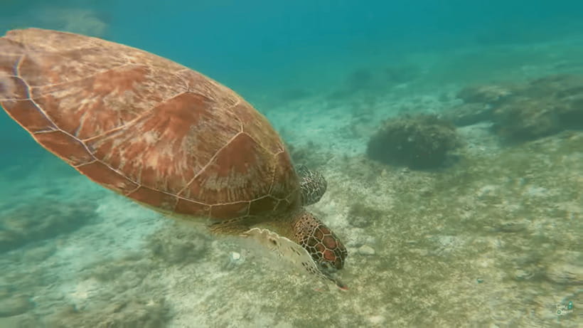 Cebu: Whale Shark Oslob and Moalboal Snorkeling Adventure - Moalboal’s sardine run and sea turtles