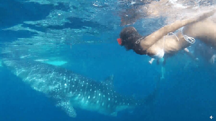 Cebu: Whale Shark Oslob and Moalboal Snorkeling Adventure - Practical advice for a smoother day