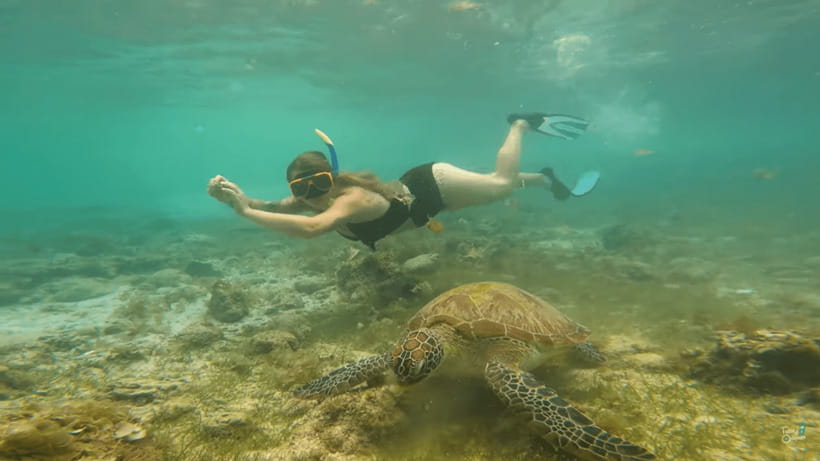 Cebu: Whale Shark Oslob and Moalboal Snorkeling Adventure - Meeting the whale sharks at Oslob