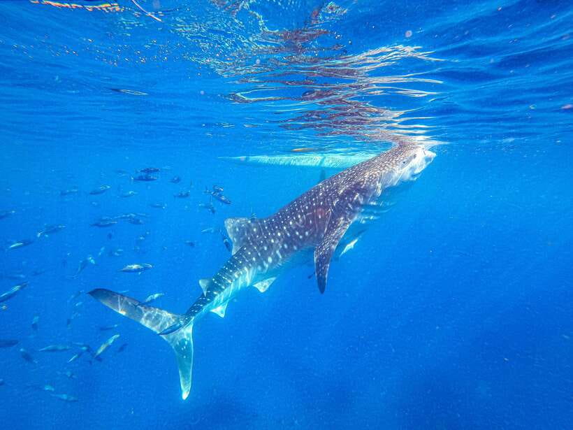 Cebu: Whale Shark Snorkeling & Kawasan Canyoning Tour - Key points to know before booking