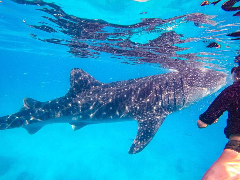 Cebu: Whale Shark Snorkeling & Kawasan Canyoning Tour - Filipino lunch beside the falls