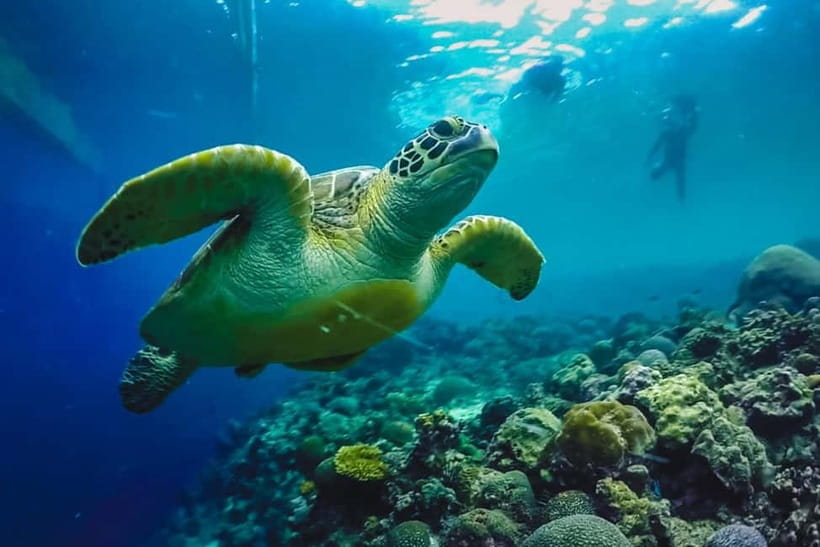 Cebu: Whale Sharks, Kawasan Falls, & Sardines Run Snorkeling - Who should book this experience?