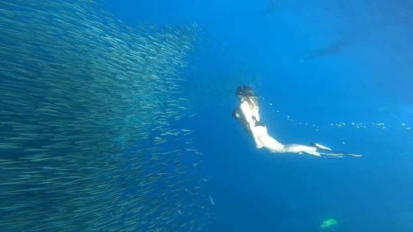 Cebu: Whale Sharks, Kawasan Falls, & Sardines Run Snorkeling - Why this Cebu trip works so well