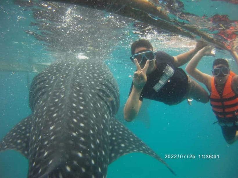 Cebu: Whale Sharks, Kawasan Falls, & Sardines Run Snorkeling - A short Badian break for food and coffee
