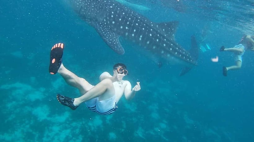 Cebu: Whale Sharks, Kawasan Falls, & Sardines Run Snorkeling - Oslob whale sharks before breakfast