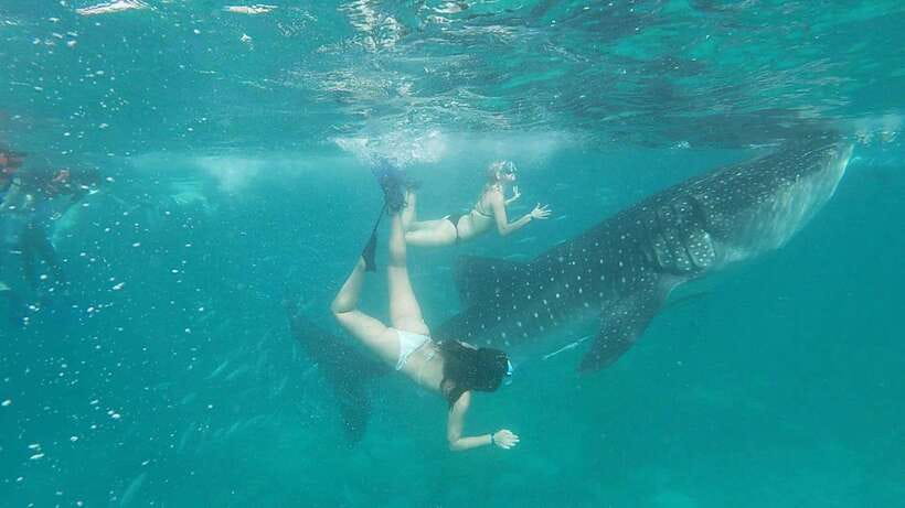 Cebu: WhaleShark , Tumalog Falls, & Sardine Run Snorkeling - Three Cebu icons in one long day
