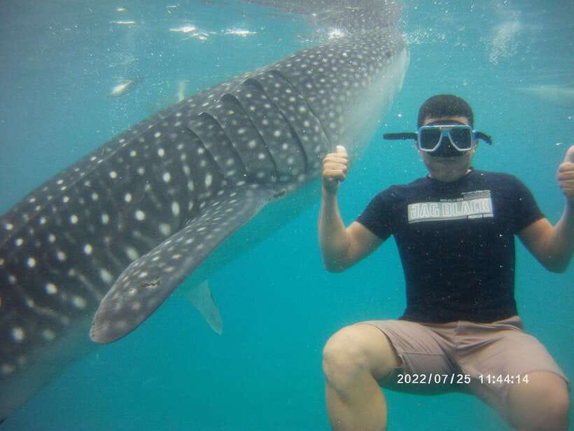 Cebu: WhaleShark , Tumalog Falls, & Sardine Run Snorkeling - What the Oslob whale-shark stop is really like