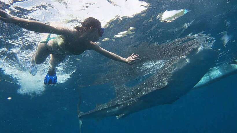Cebu: WhaleShark , Tumalog Falls, & Sardine Run Snorkeling - Moalboal’s sardine run and sea turtles
